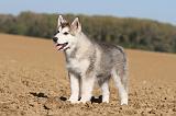 ALASKAN MALAMUTE 212